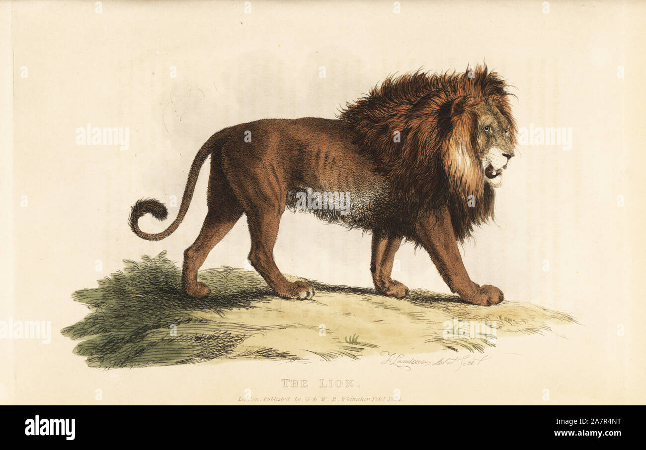 Lion, Panthera leo, homme. Vulnérables. Dessiné et gravé sur cuivre coloriée par Thomas de Landseer Edward Griffith le royaume animal par le Baron Cuvier, Londres, Whittaker, 1825. Banque D'Images