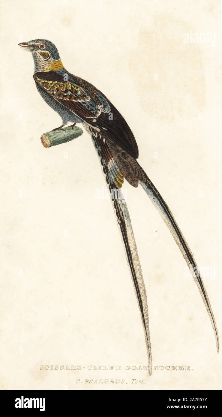 Scissor-tailed nightjar, Hydropsalis torquata (Scissars chèvre queue-sucker, Caprimulgus psalurus). Gravure coloriée de Edward Griffith le royaume animal par le Baron Cuvier, Londres, Whittaker, 1828. Banque D'Images