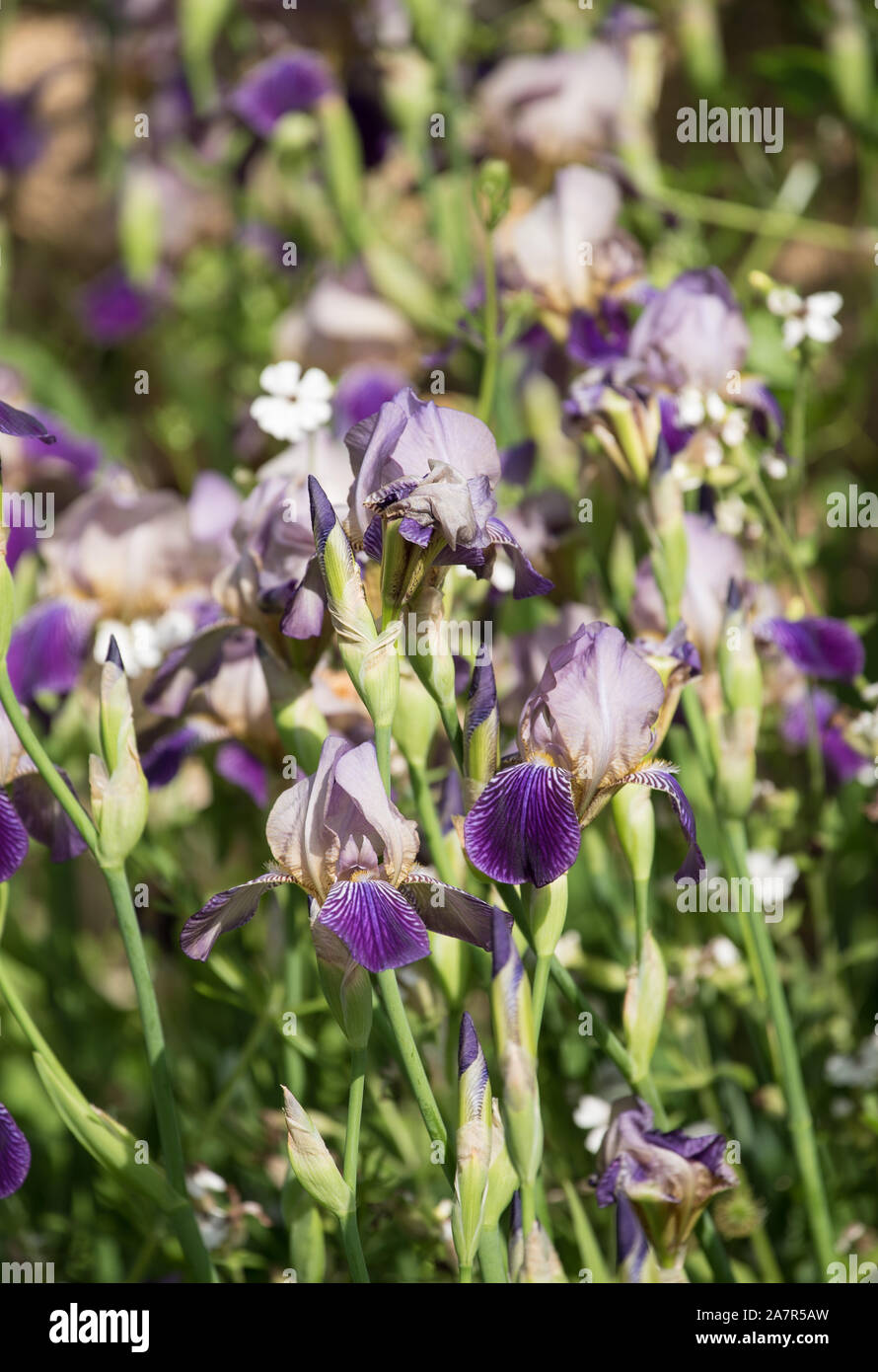 Iris iris germanica (allemand). La Croatie Banque D'Images