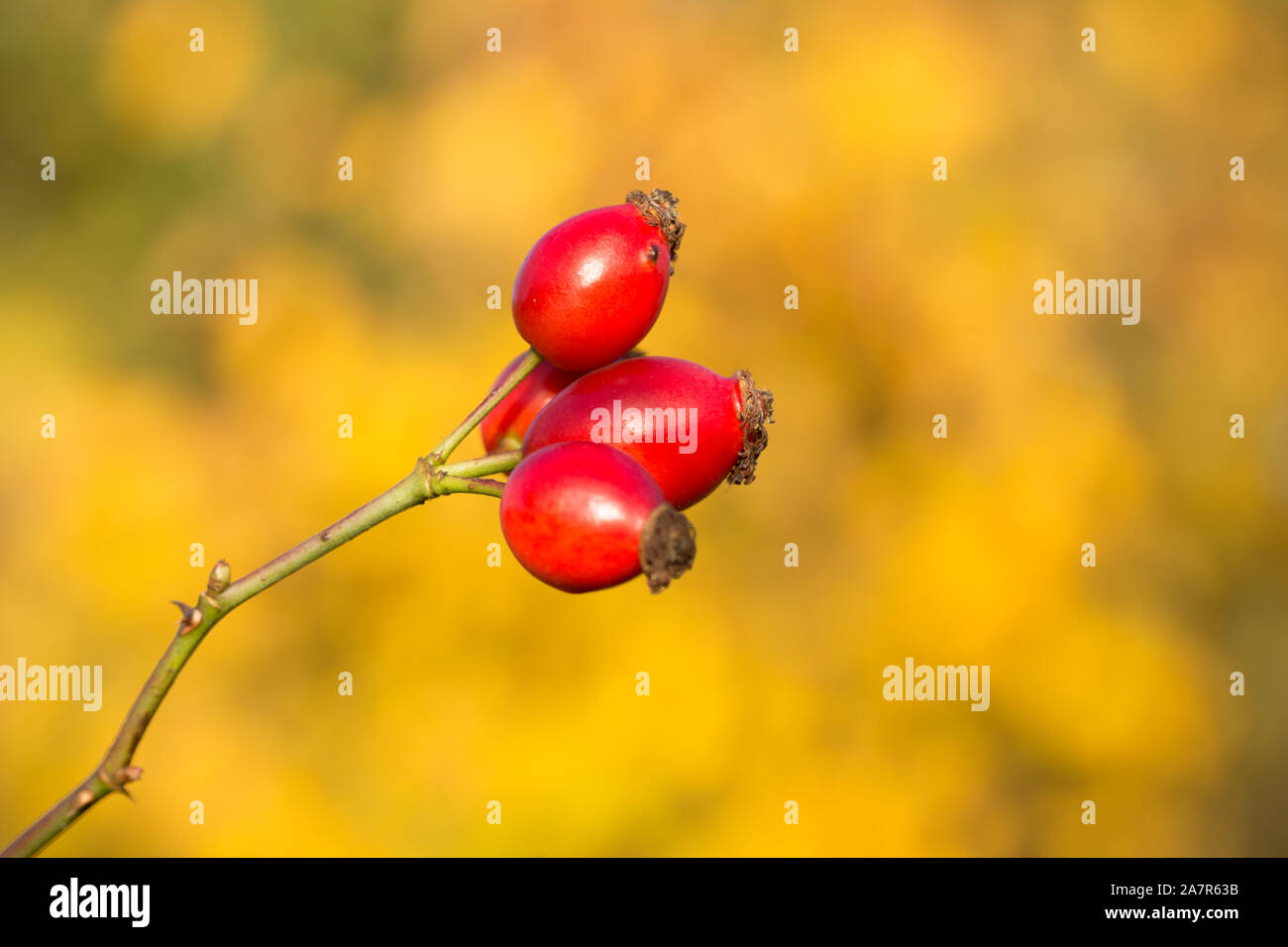 Ripe rosehips growing long d'un sentier public en novembre dans un contexte de feuilles en automne. Dorset England UK GO Banque D'Images