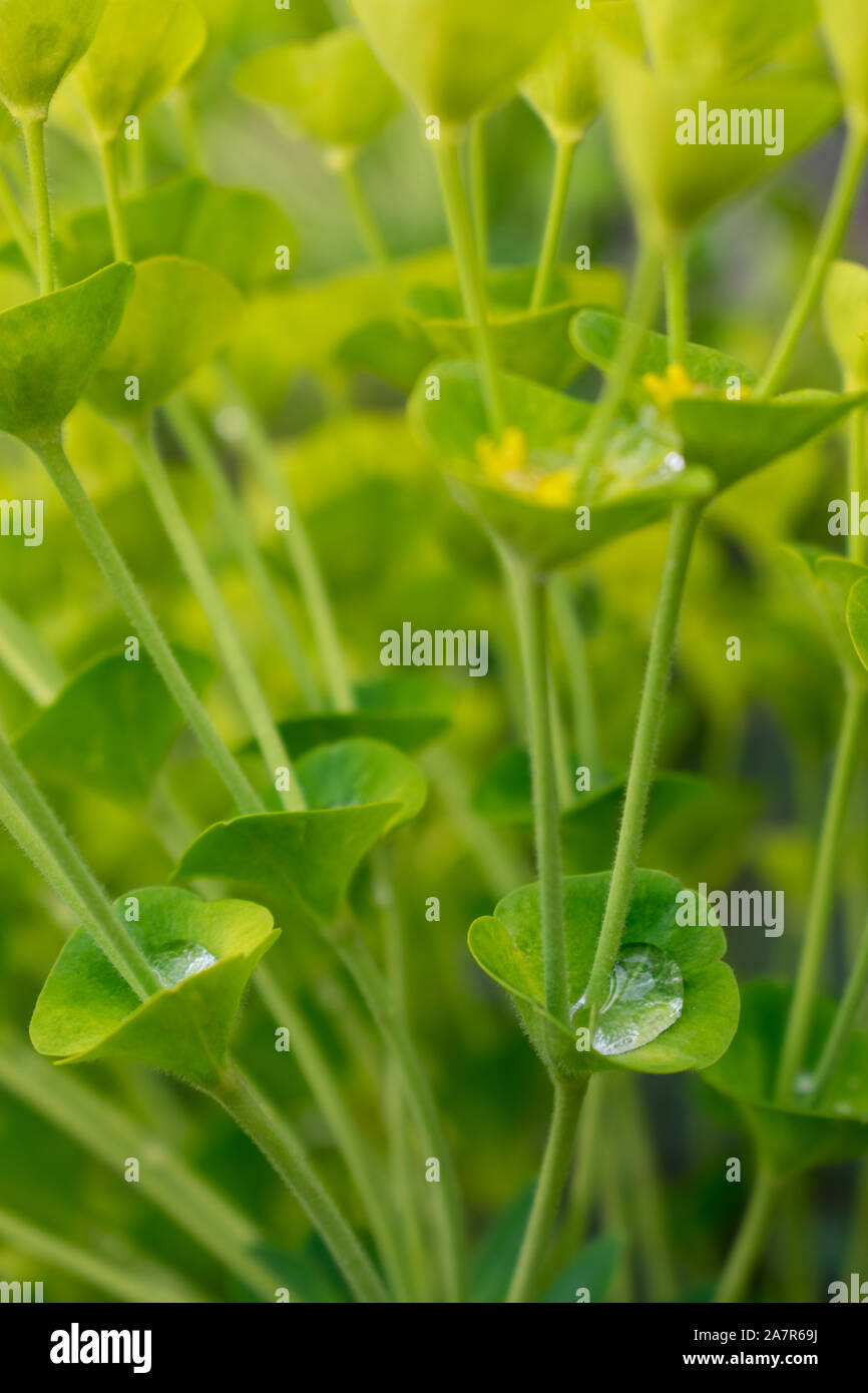 Euphorbia usine après la pluie de printemps Banque D'Images