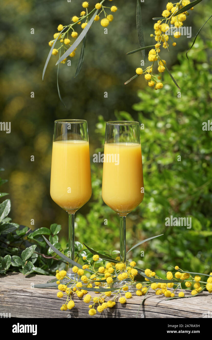 Deux verres de cocktail mimosa à l'extérieur contre le feuillage luxuriant Banque D'Images