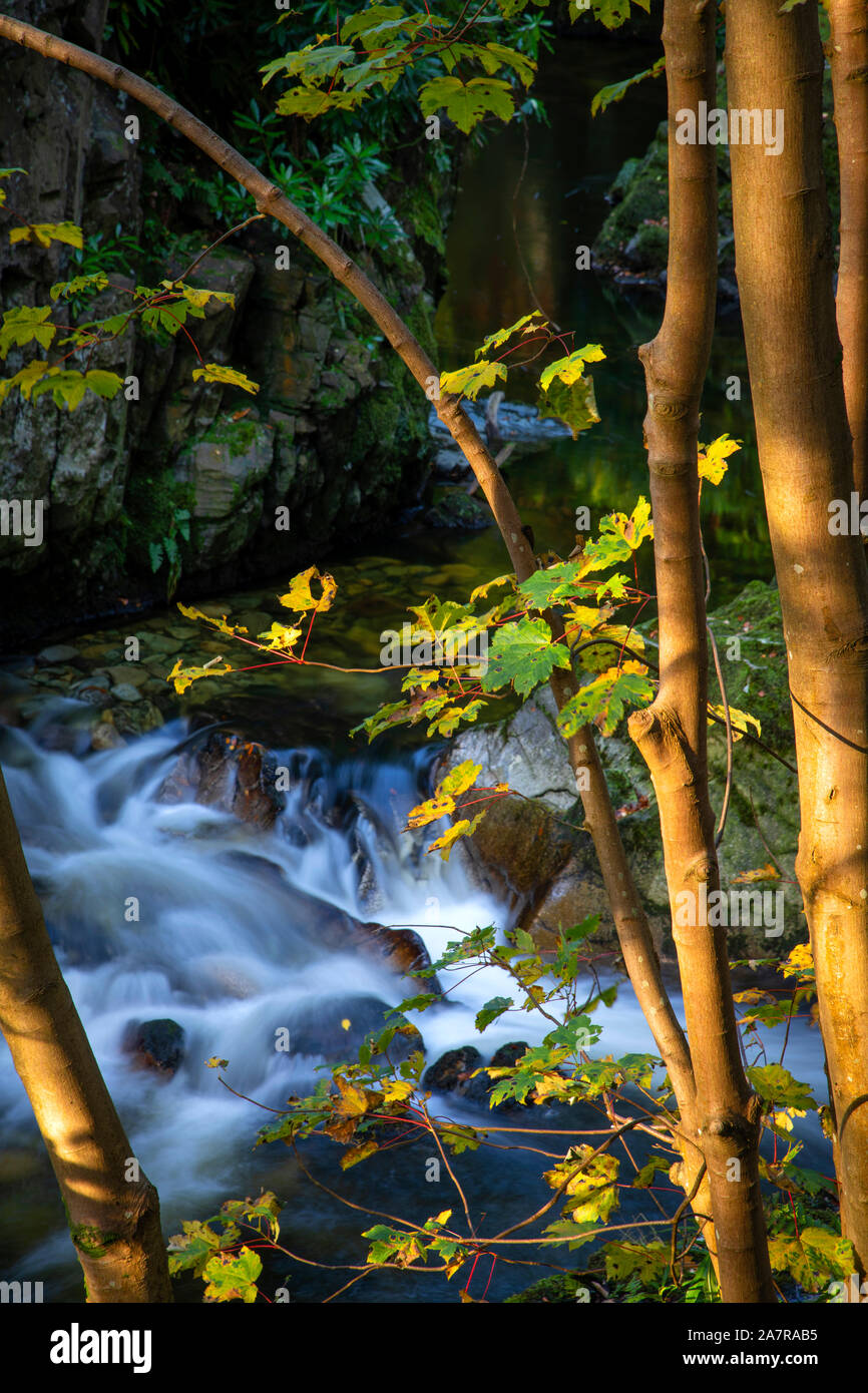 Tollymore Forest Park dans Bryansford Irlande du Nord Banque D'Images