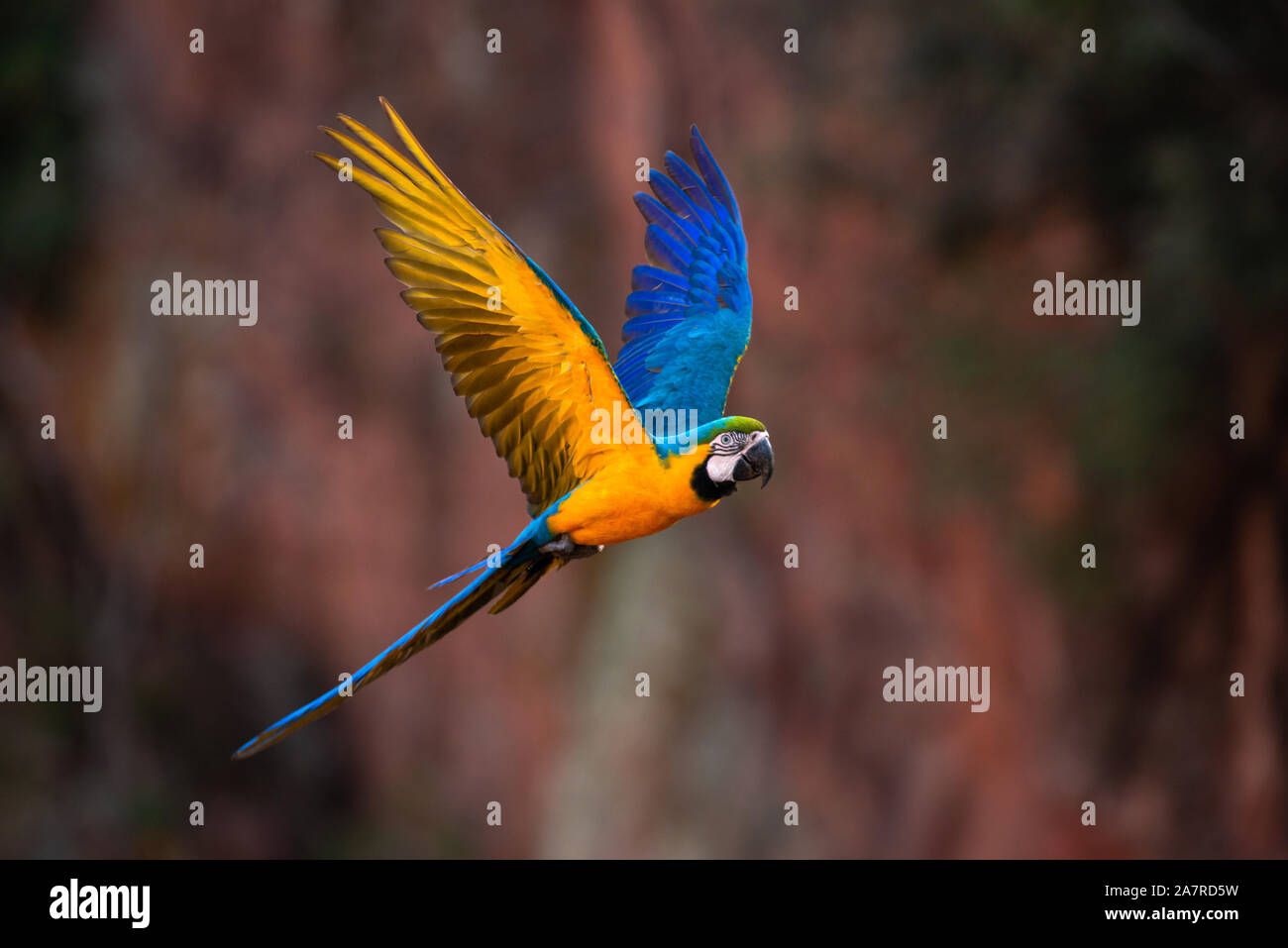 Un bleu-et-jaune Macaw (Ara ararauna) voler dans le centre du Brésil Banque D'Images