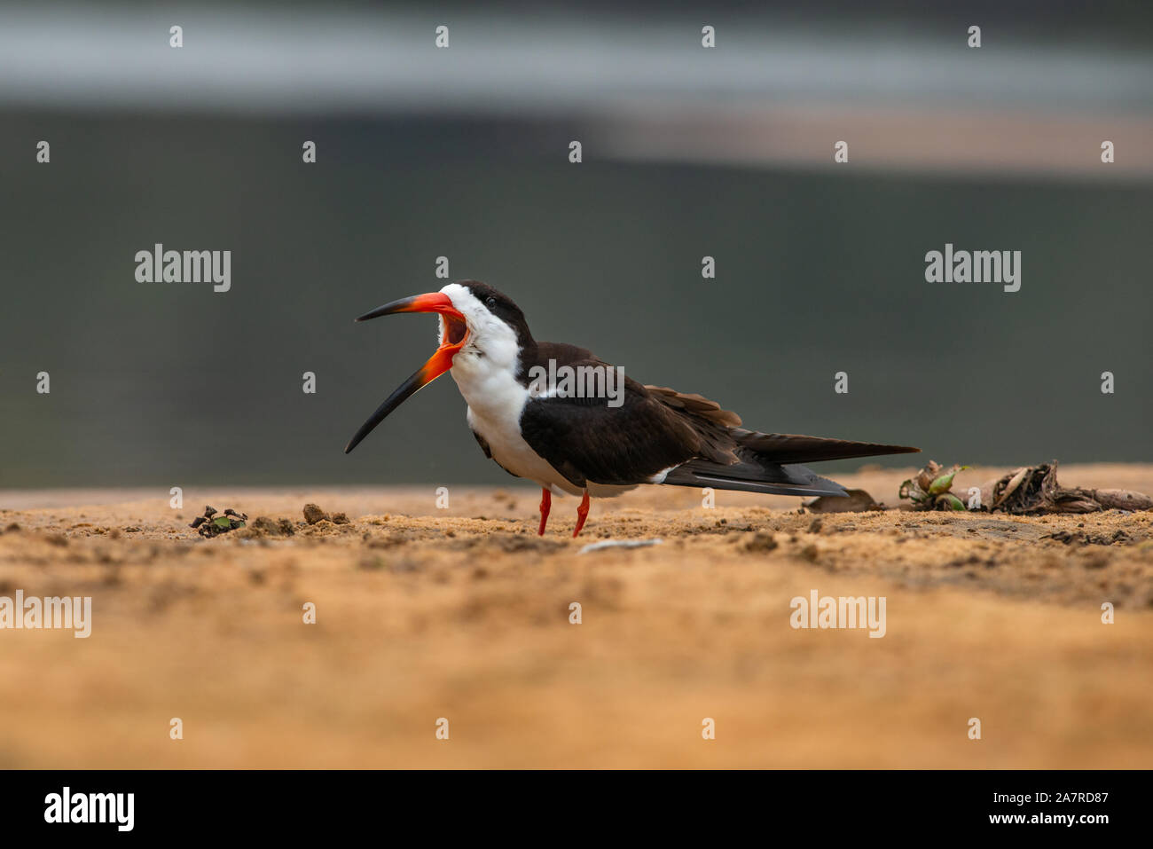 Un Skimmer Noir (Rynchops niger) du Pantanal, Brésil Banque D'Images