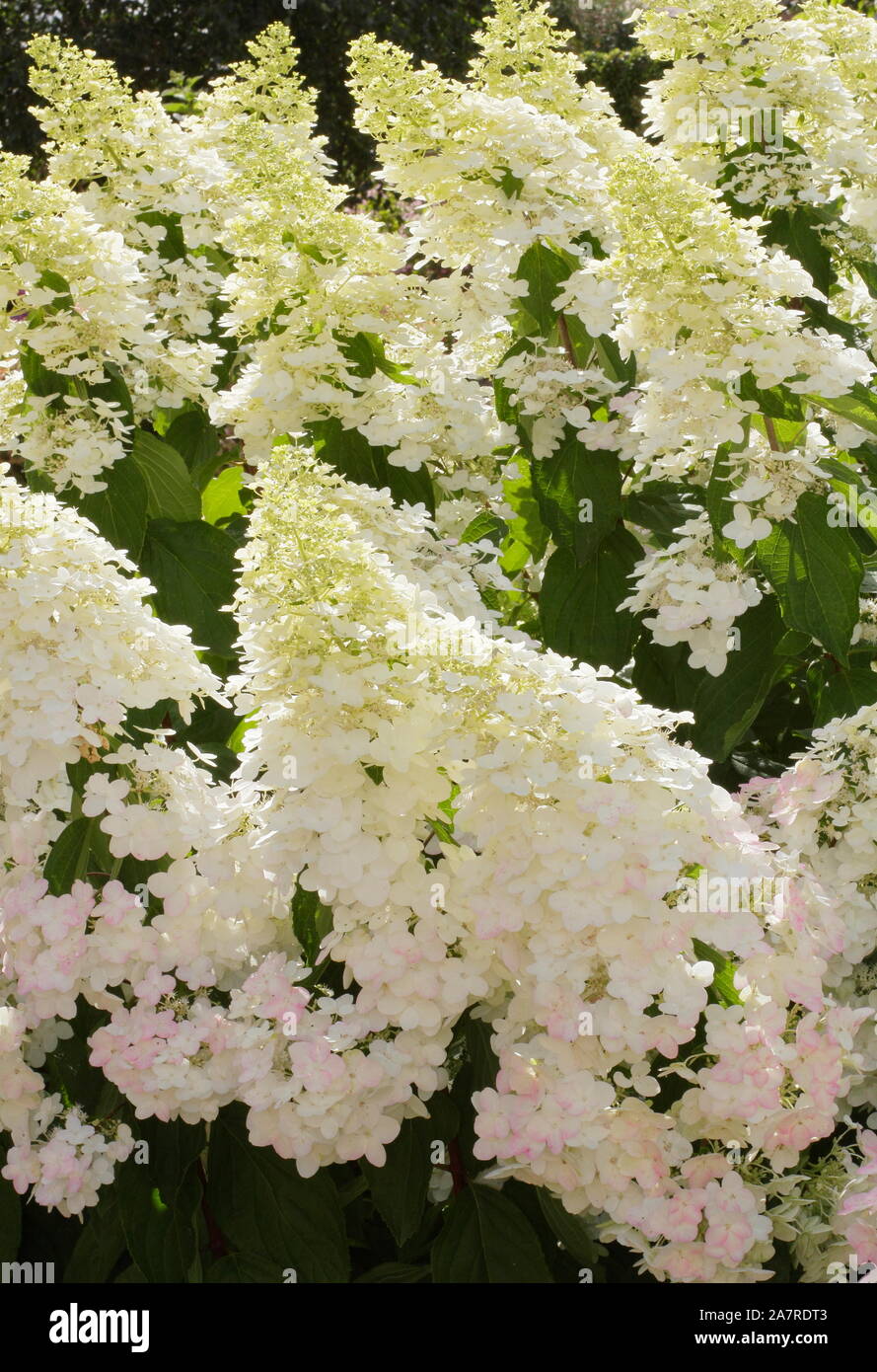 Hydrangea paniculata 'Limelight' dans un jardin anglais en août. UK Banque D'Images