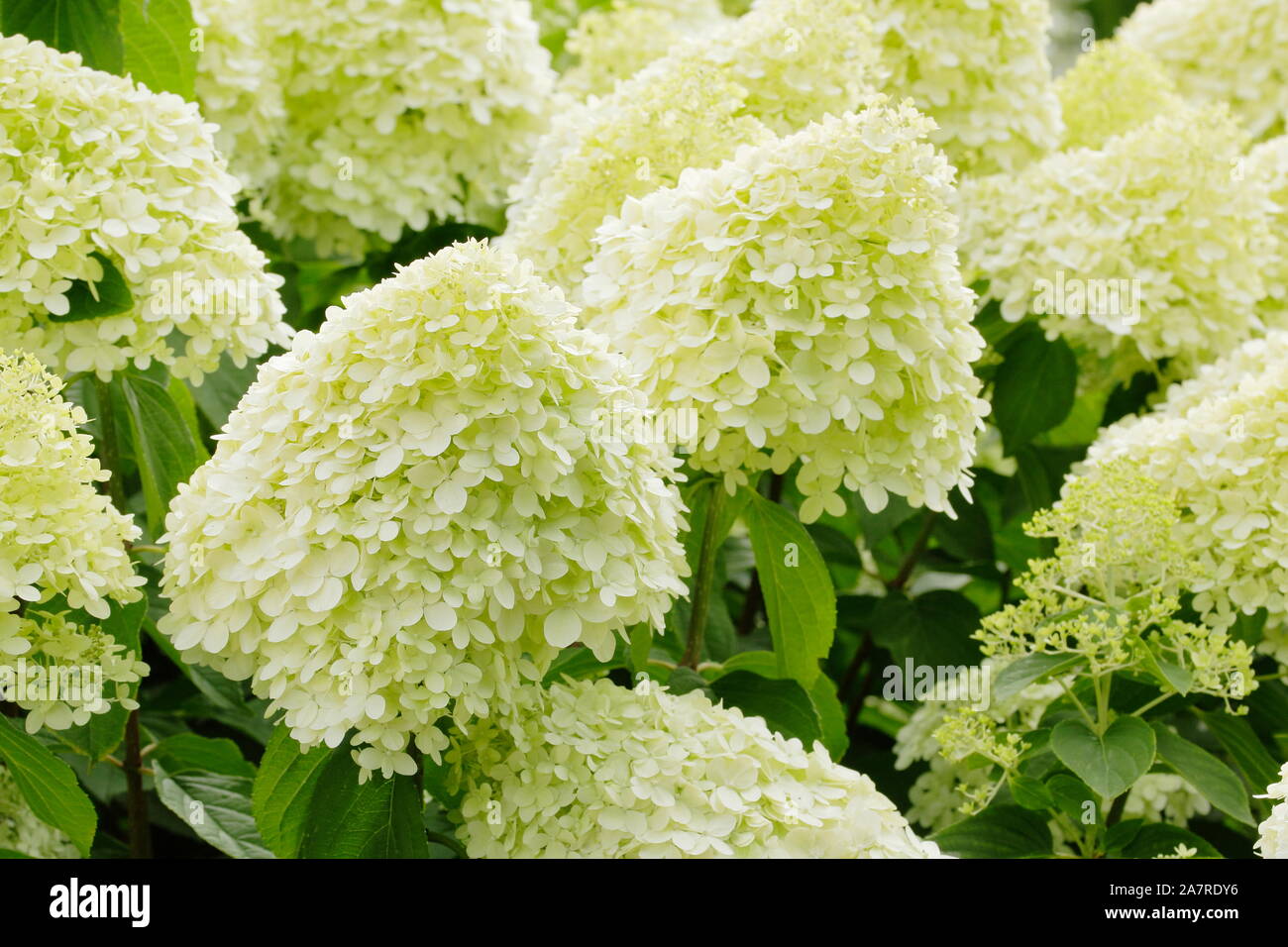 Hydrangea paniculata 'Limelight' dans un jardin anglais en août. UK Banque D'Images