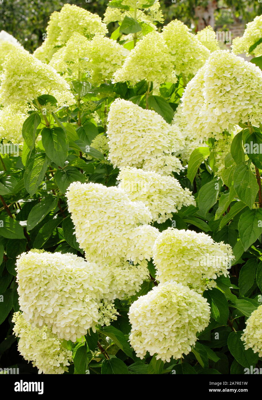 Hydrangea paniculata 'Limelight' dans un jardin anglais en août. UK Banque D'Images