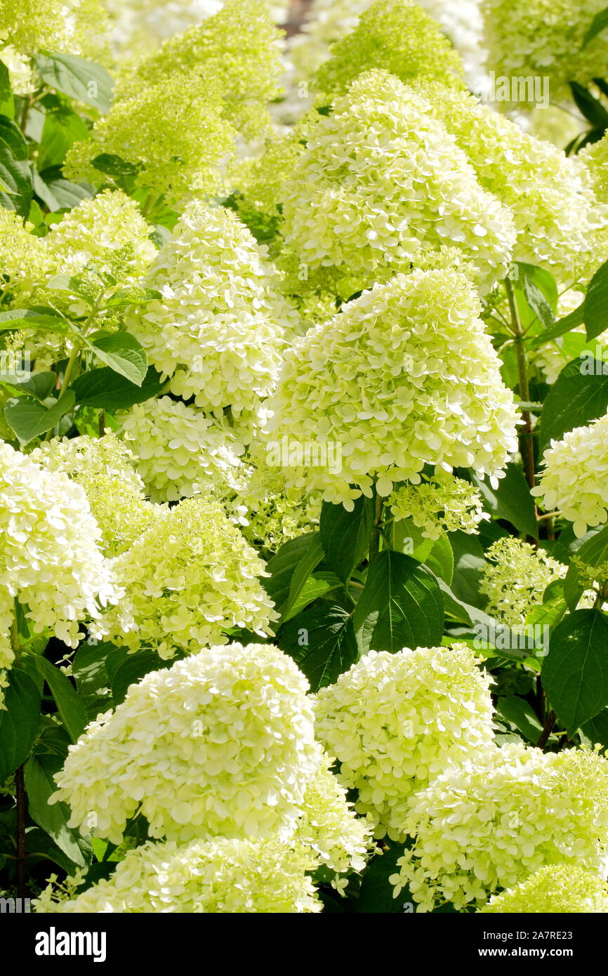 Hydrangea paniculata 'Limelight' dans un jardin anglais en août. UK Banque D'Images