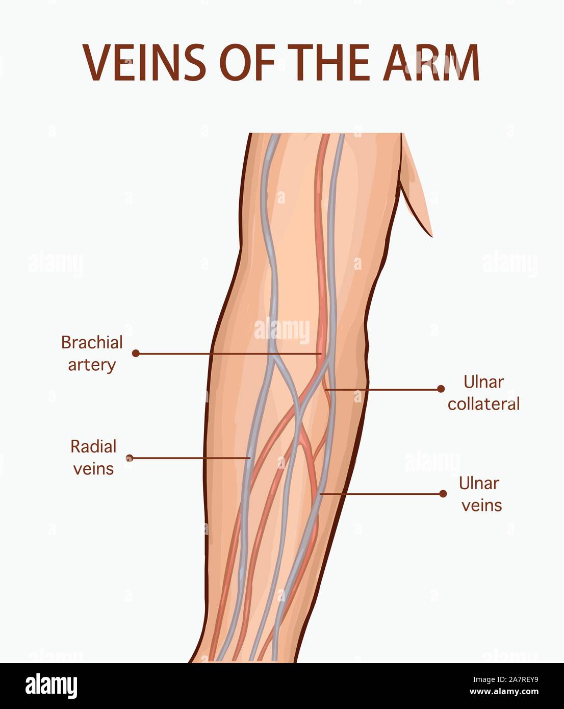 Vector illustration d'une des veines du bras Illustration de Vecteur