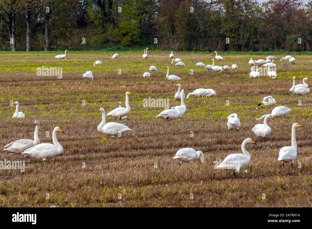 Tarleton, Lancashire. Météo Royaume-uni 4ème Nov, 2019. Des centaines de travailleurs migrants Hooper cygnes et logo de l'Islande arrivent à se nourrir sur le champs de céréales du nord-ouest de l'Angleterre. Leur arrivée peuvent idicate l'apparition de temps froid. Les premiers groupes de ces cygnes sauvages bruyants et leur logo, une partie de l'avance jusqu'à 2 000 oiseaux, ont fait le voyage de 500 milles de l'Islande à l'hiver dans les marais de l'estuaire de Ribble. Au cours de cette migration, ils voyagent à haute altitude ; en effet, un pilote volant à 8 000 pieds, une fois rapporté voir un grand troupeau de cygnes. /AlamyLiveNews MediaWorldImages Crédit : Banque D'Images