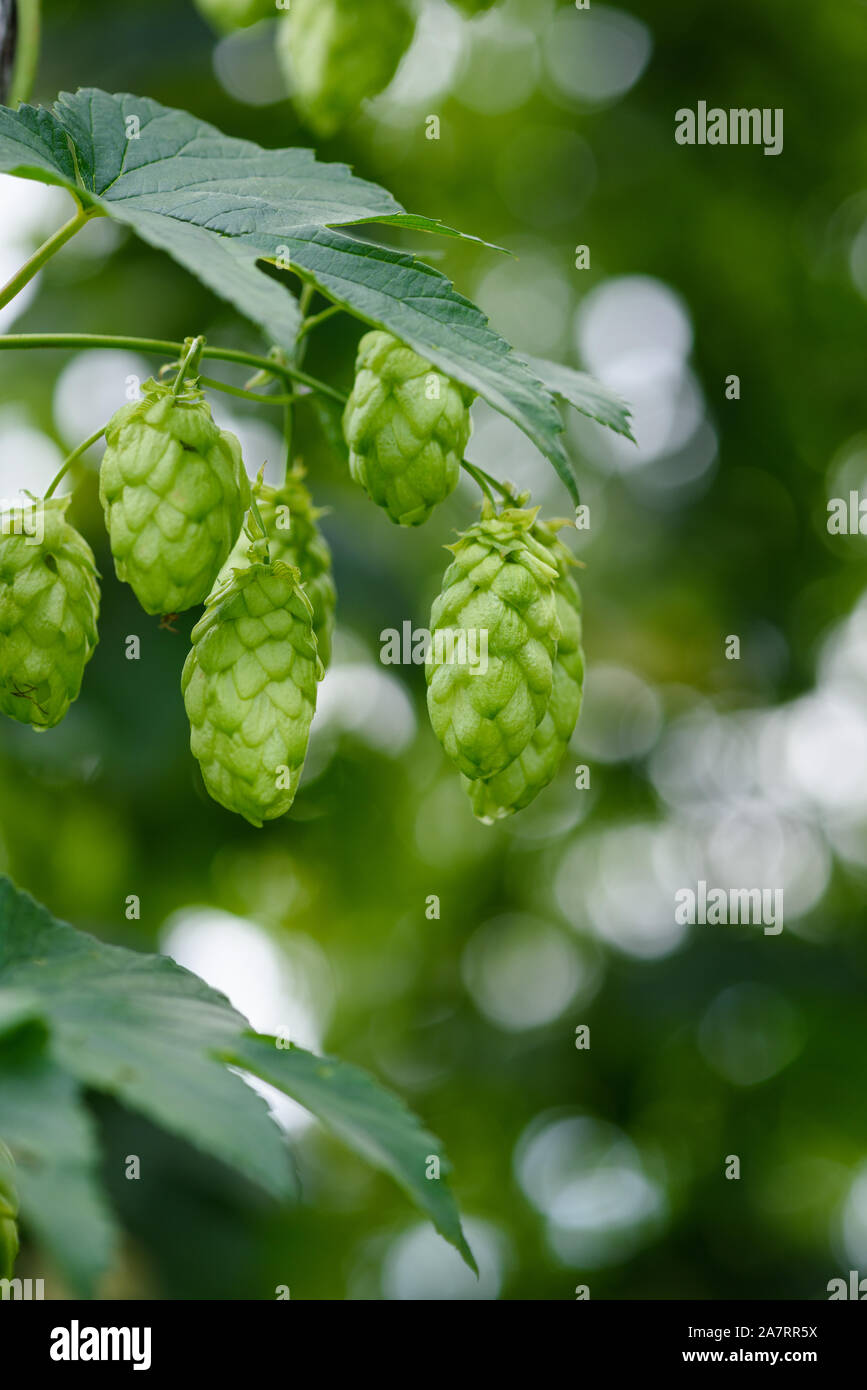 Les cônes de houblon frais mûrs sur le houblon ferme de fils. Banque D'Images