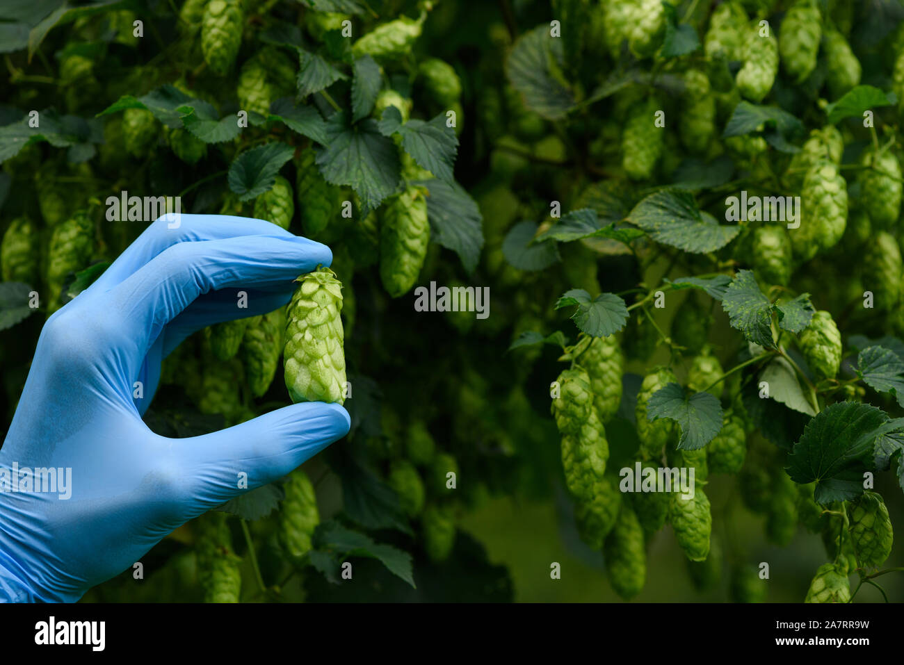 Le houblon en cônes de houblon sur main scientifique pour la production de bière de cour Banque D'Images