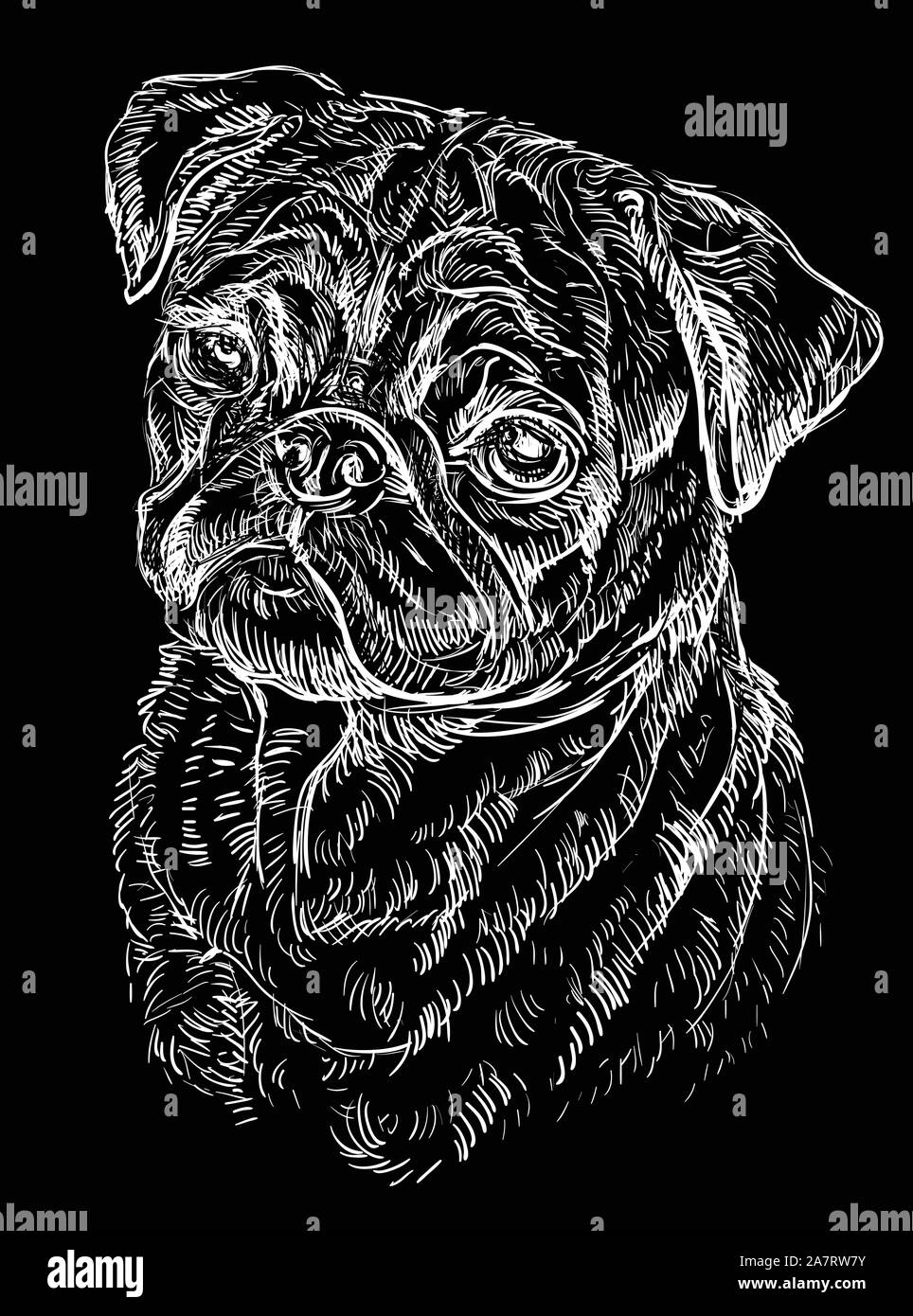 Le PUG vector dessin illustration en couleur blanc isolé sur fond noir Illustration de Vecteur