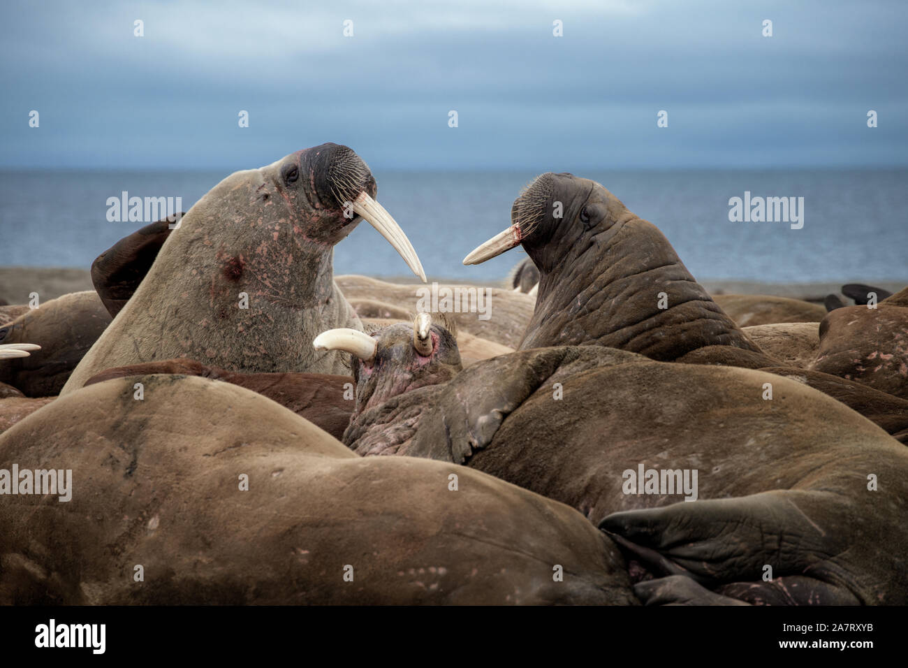 Prins Karls Forland au morse, Spitsbergen Banque D'Images