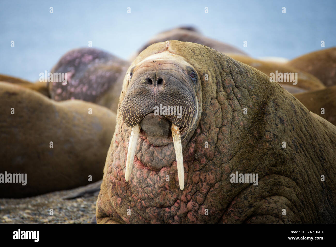 Prins Karls Forland au morse, Spitsbergen Banque D'Images