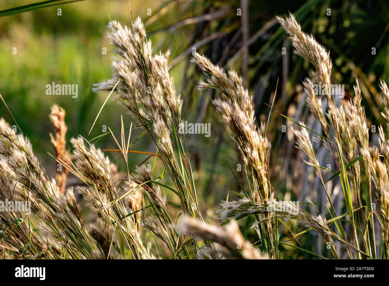Tall prairie de graminées en Floride Banque D'Images