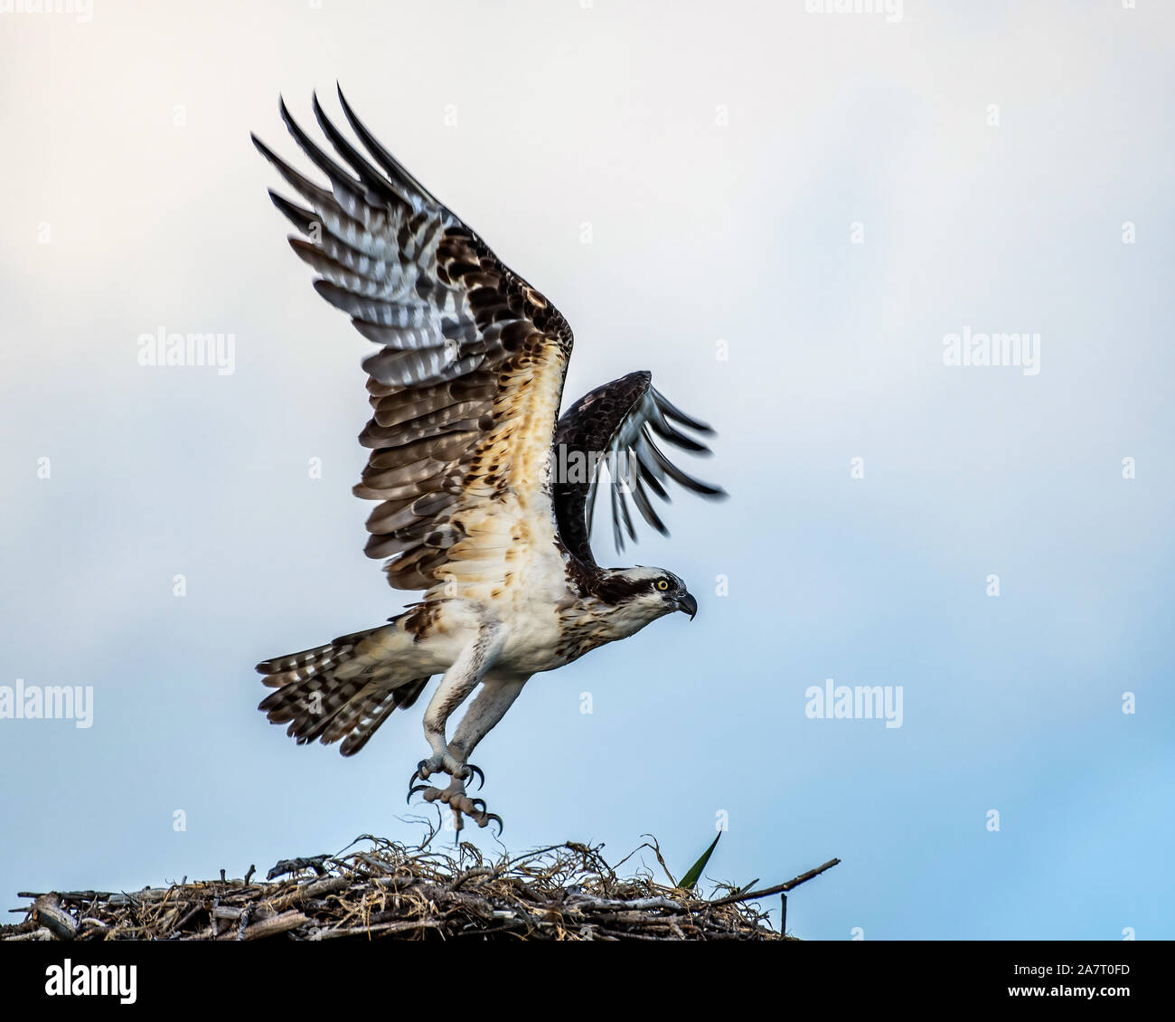 Osprey battant avec un fond blanc Banque D'Images