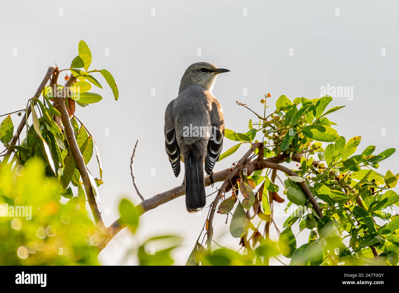 Le nord de l'oiseau perché sur une branche - Floride Banque D'Images