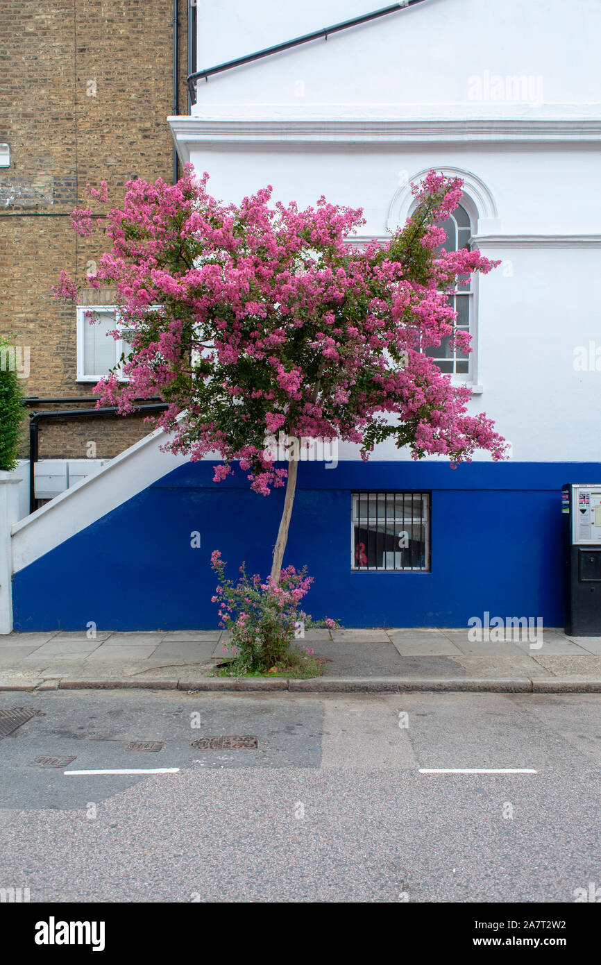 Crape Myrtle (Lagerstroemia indica), rues, London N19 Banque D'Images