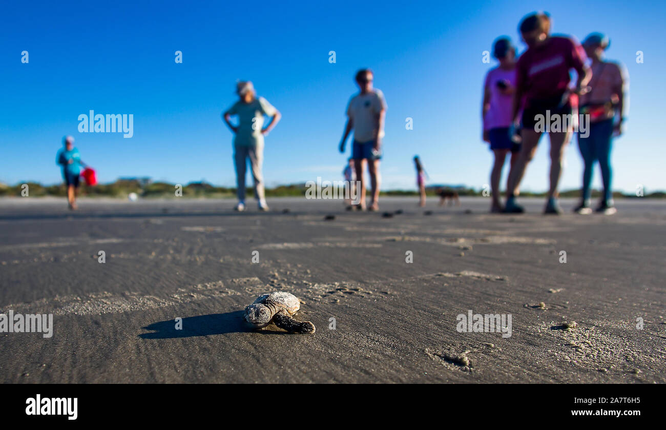 Tortue de mer se dirigeant vers ocean après ébullition hors de leur nid sur Isle of Palms, L.C. Banque D'Images