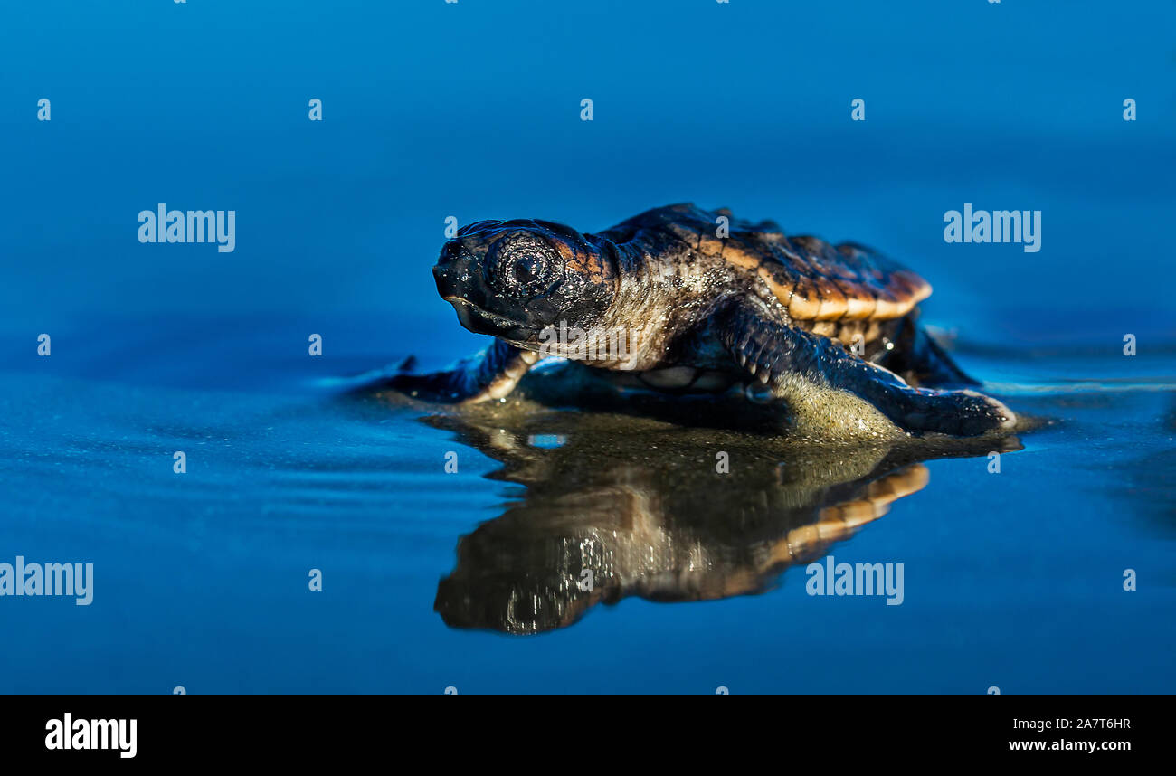 Tortue de mer se dirigeant vers ocean après ébullition hors de leur nid sur Isle of Palms, L.C. Banque D'Images
