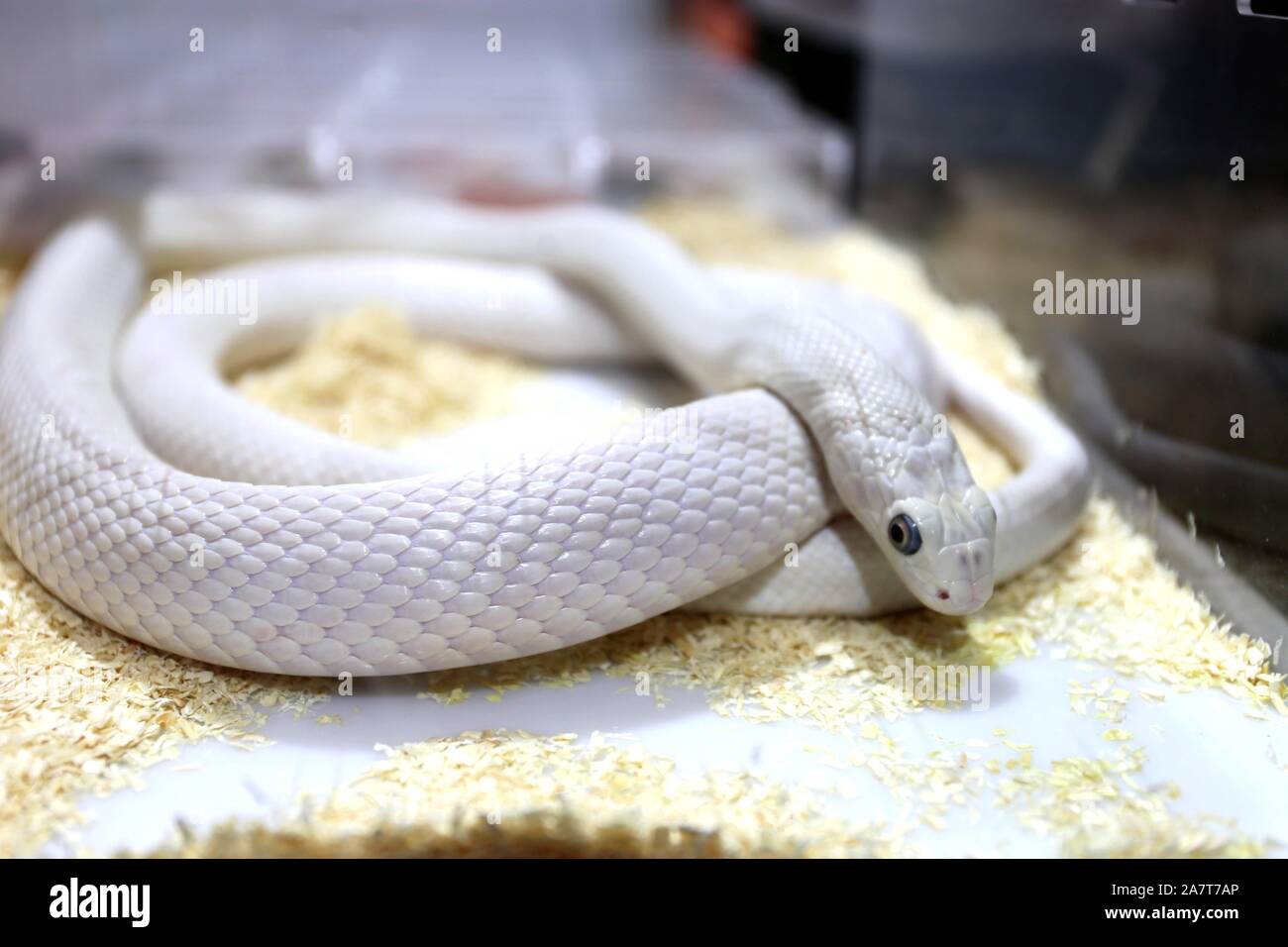 Serpent Blanc Banque D Image Et Photos Alamy Serpent Blanc Banque D Image Et Photos Alamy