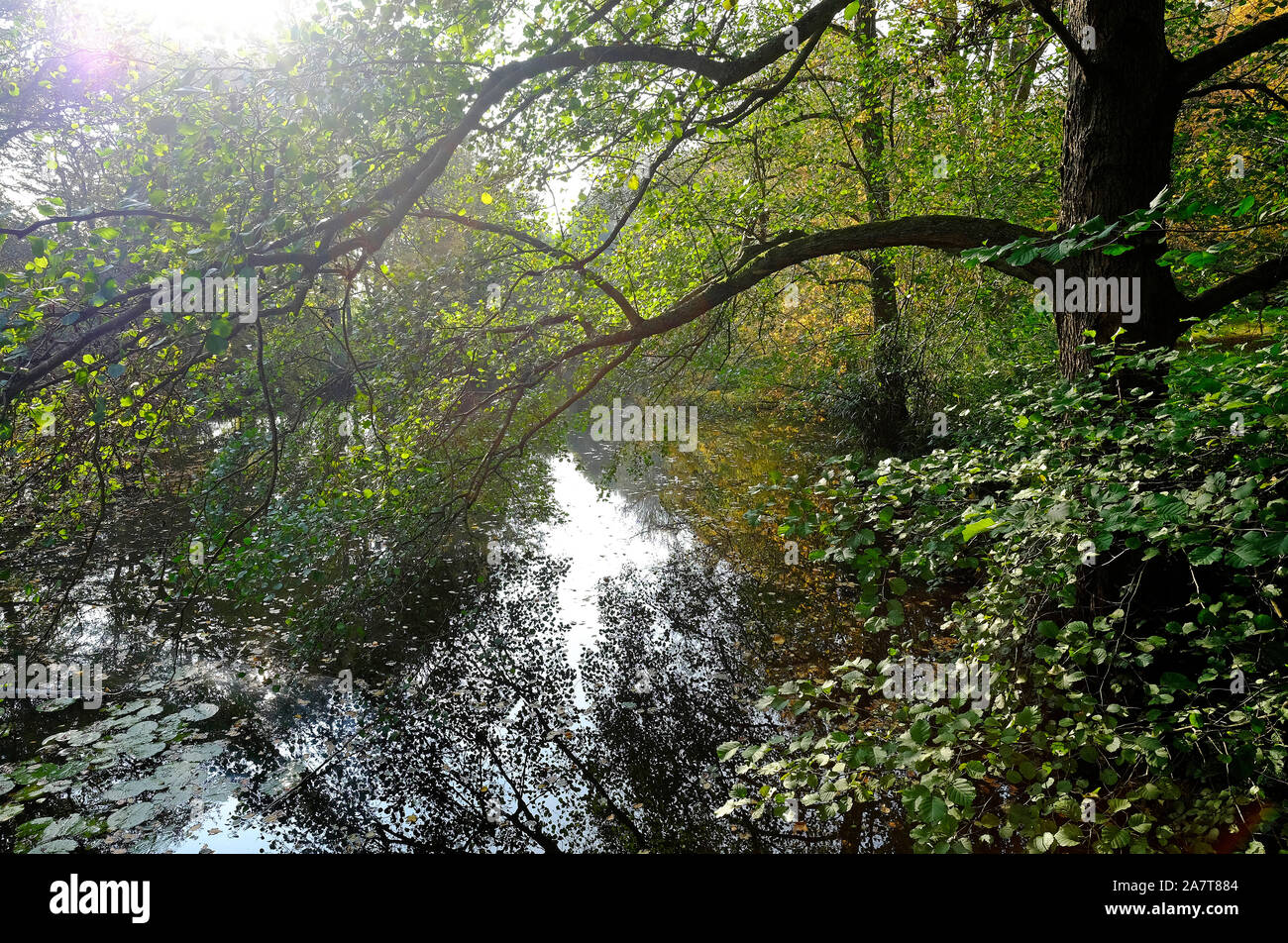 Lac d'automne avec les arbres environnants, chiddingstone, Kent, Angleterre Banque D'Images
