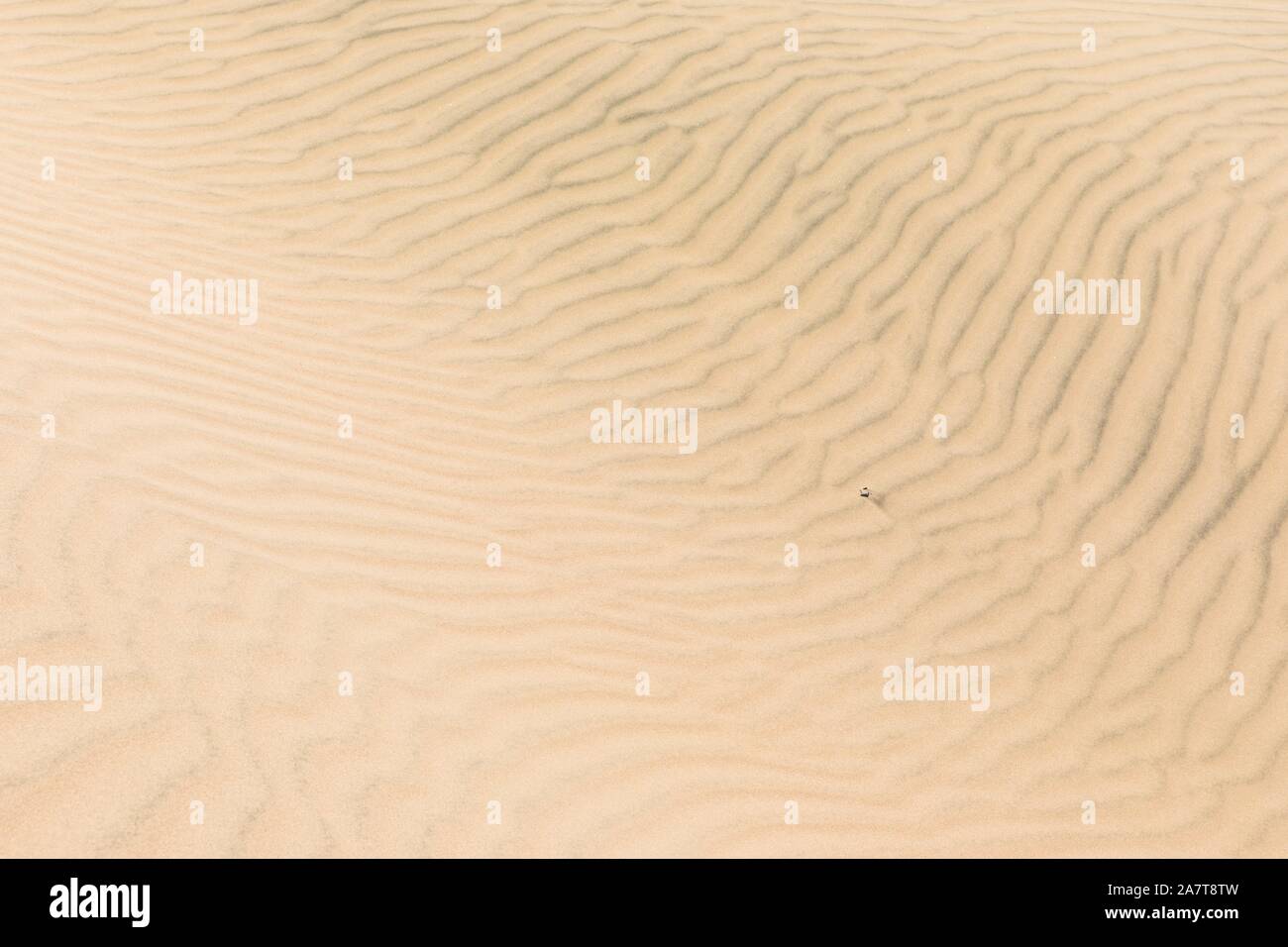 Sandboarding et buggy dans les dunes du Pérou Banque D'Images