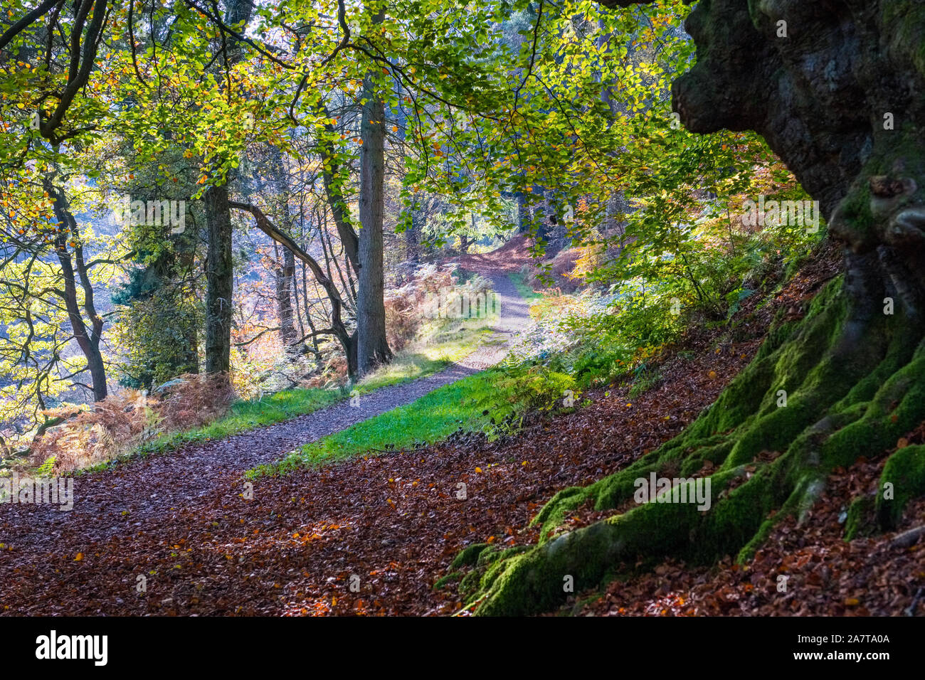 Chemin de randonnée dans la vallée de Goyt, près de Buxton, dans le parc national de Peak District. Banque D'Images