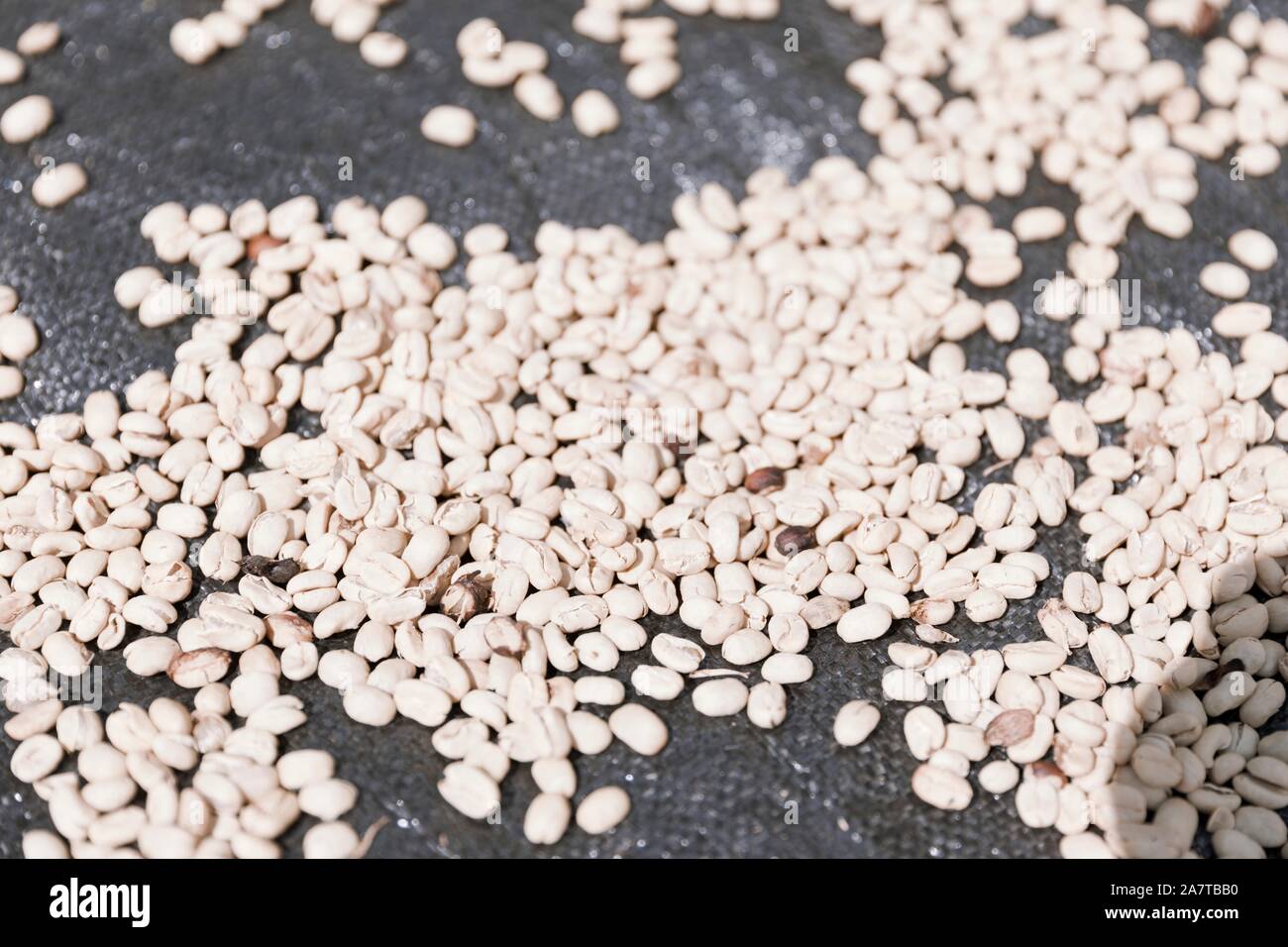Grains de café biologiques, Pérou Banque D'Images