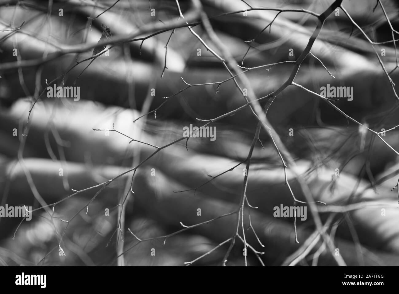 Détails, forêt vierge Urwald Sababurg, Warburg, Weser Uplands, Thuringe, Hesse, Allemagne Banque D'Images