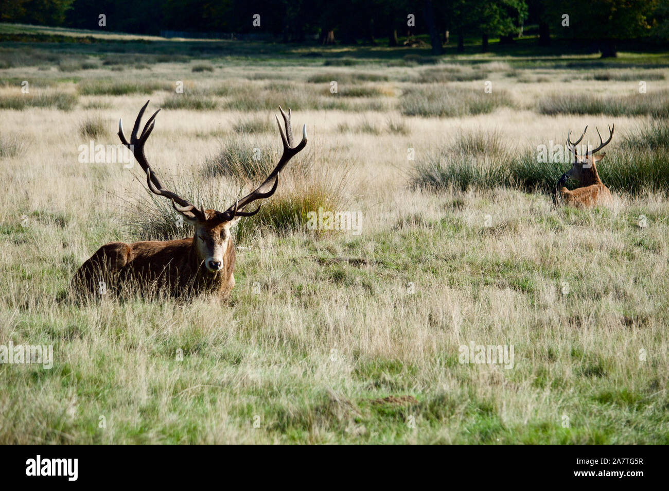 Cerfs reposant à Richmond Park, Royaume-Uni Banque D'Images