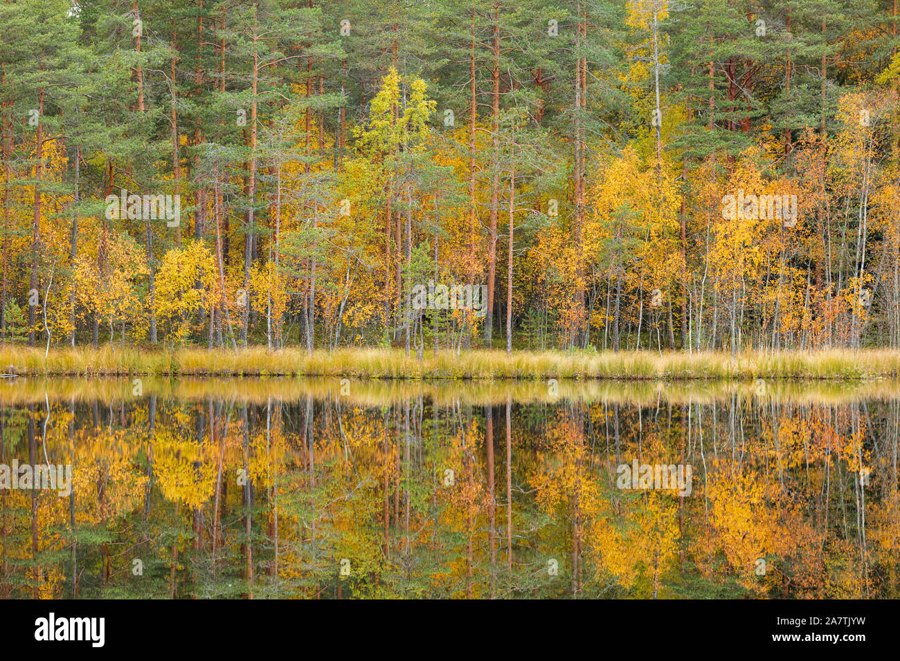 Calme serein paysage d'automne à forest lake Banque D'Images