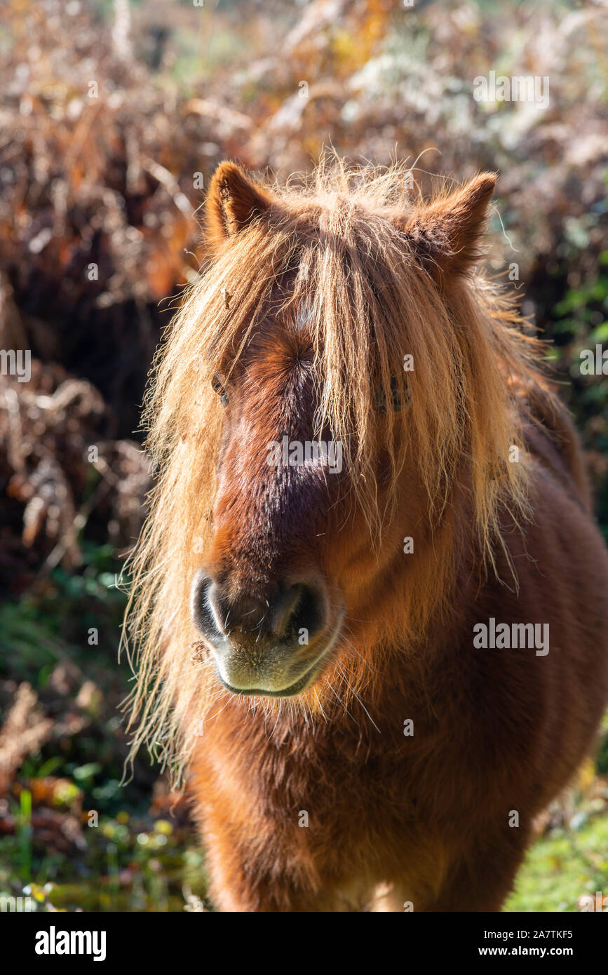 Le poney Shetland