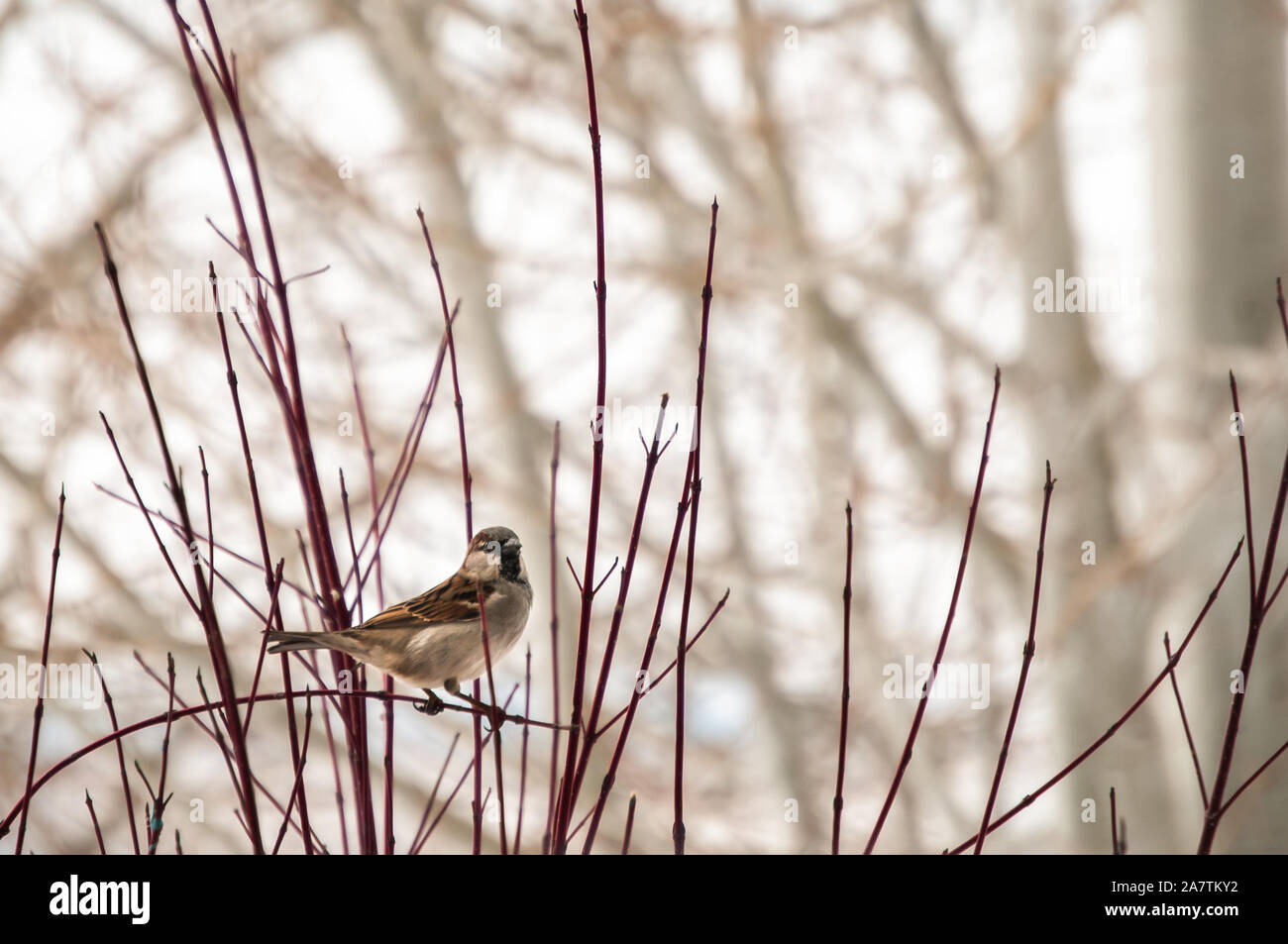 Sparrow unique reposant sur une branche de cornouiller en hiver. Banque D'Images