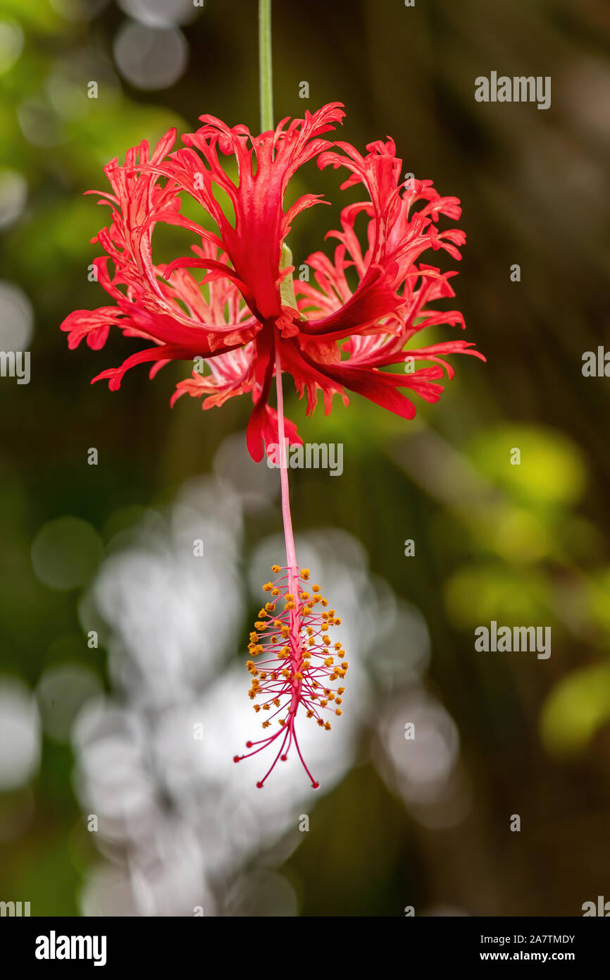 De fleurs suspendus rouge sur un arbre en Floride Banque D'Images
