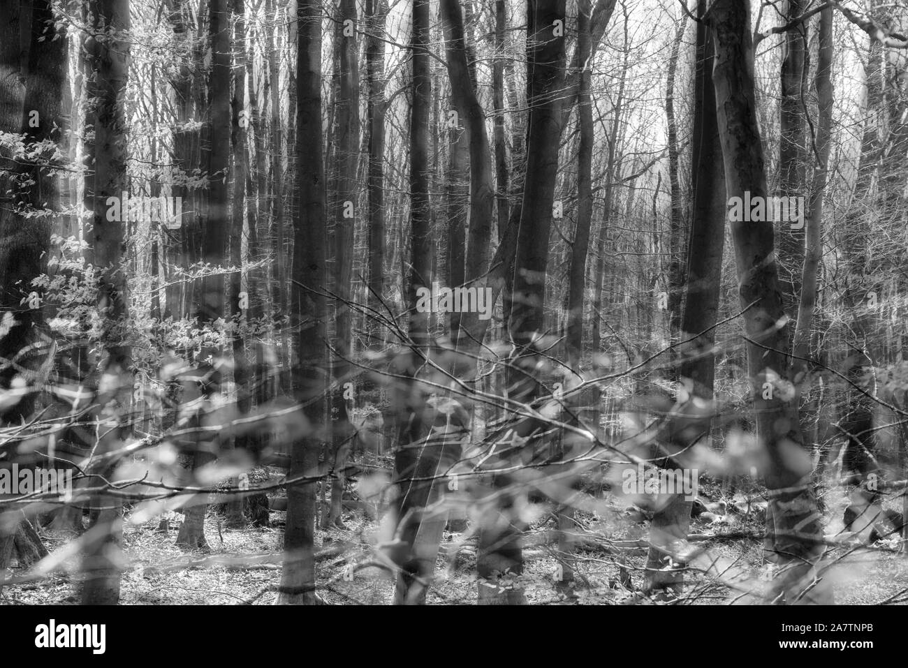 Détails, forêt vierge Urwald Sababurg, Warburg, Weser Uplands, Thuringe, Hesse, Allemagne Banque D'Images