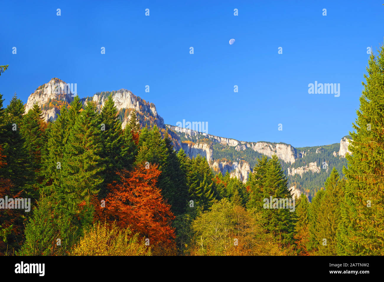 L'automne les arbres forestiers et rocky mountain creast. Banque D'Images