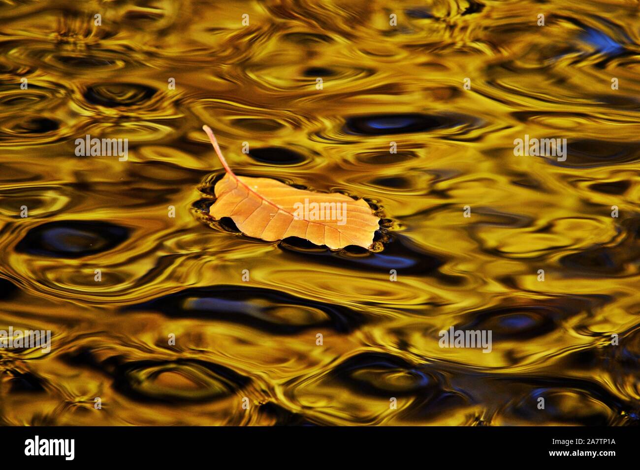 Résumé Contexte L'or de l'automne. Feuille sur surface de l'eau, le feuillage reflétée dans la fontaine Banque D'Images