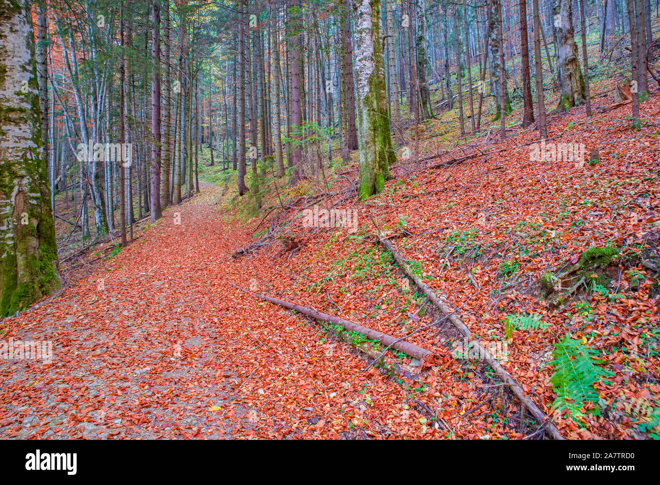 Feuillage rouge chemin sur la montagne, forêt d'automne Banque D'Images