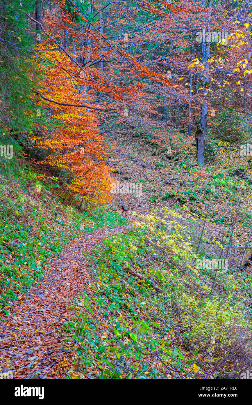Chemin d'automne en forêt de montagne, scène des arbres octobre Banque D'Images