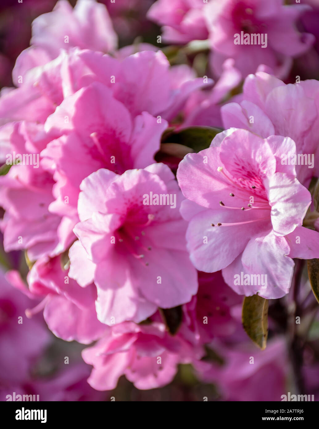 Un close up of pink azalea fleurs - un buisson en fleurs Banque D'Images