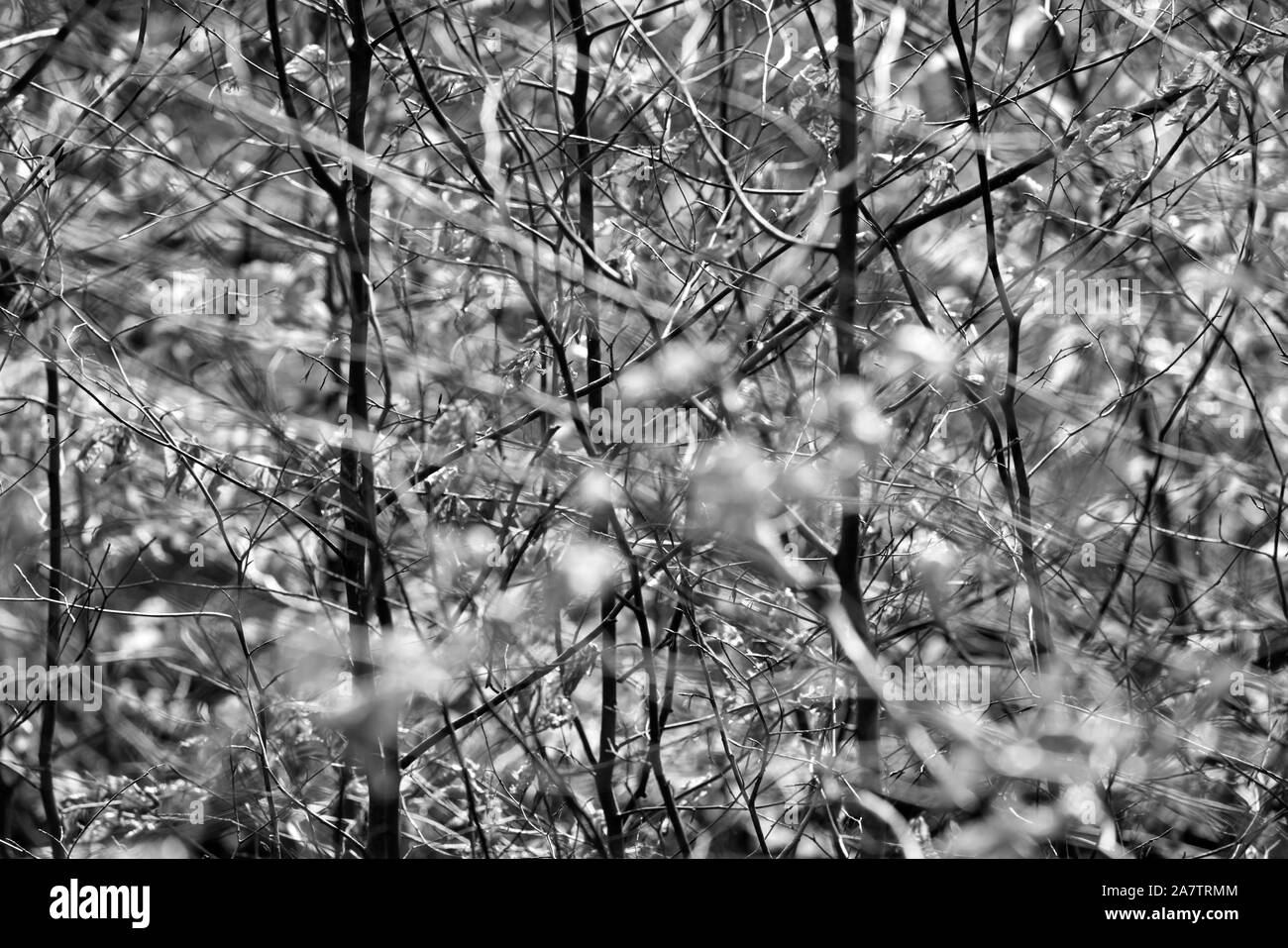 Détails, forêt vierge Urwald Sababurg, Warburg, Weser Uplands, Thuringe, Hesse, Allemagne Banque D'Images