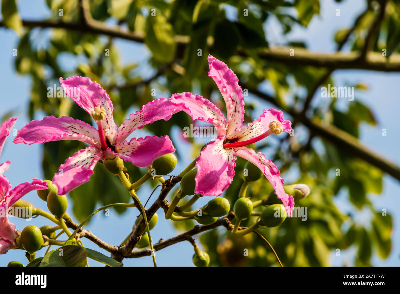 Fleurs roses de l'arbre Ceiba speciosa de soie, anciennement Chorisia speciosa. Banque D'Images