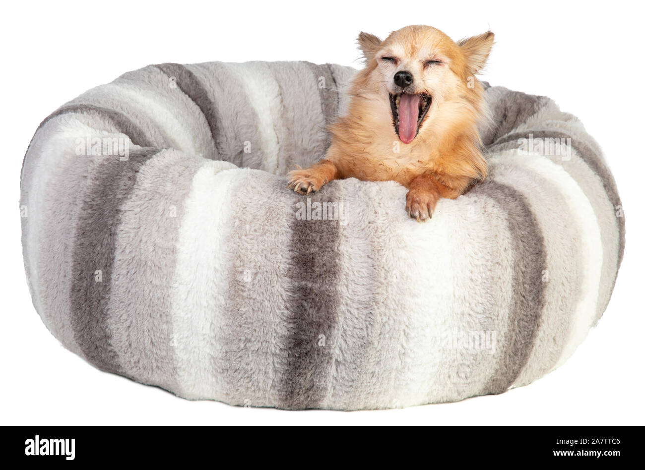 Le bâillement chihuahua dans un grand coussin doux et gris sur fond blanc Banque D'Images