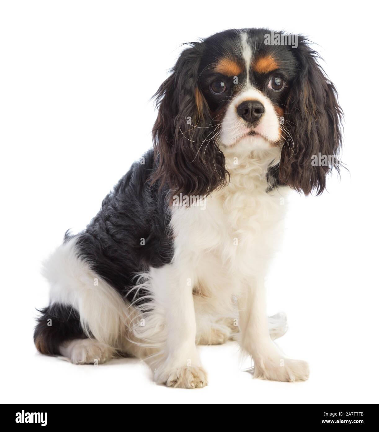Cavalier King Charles assis sur un fond blanc et regarder droit devant Banque D'Images