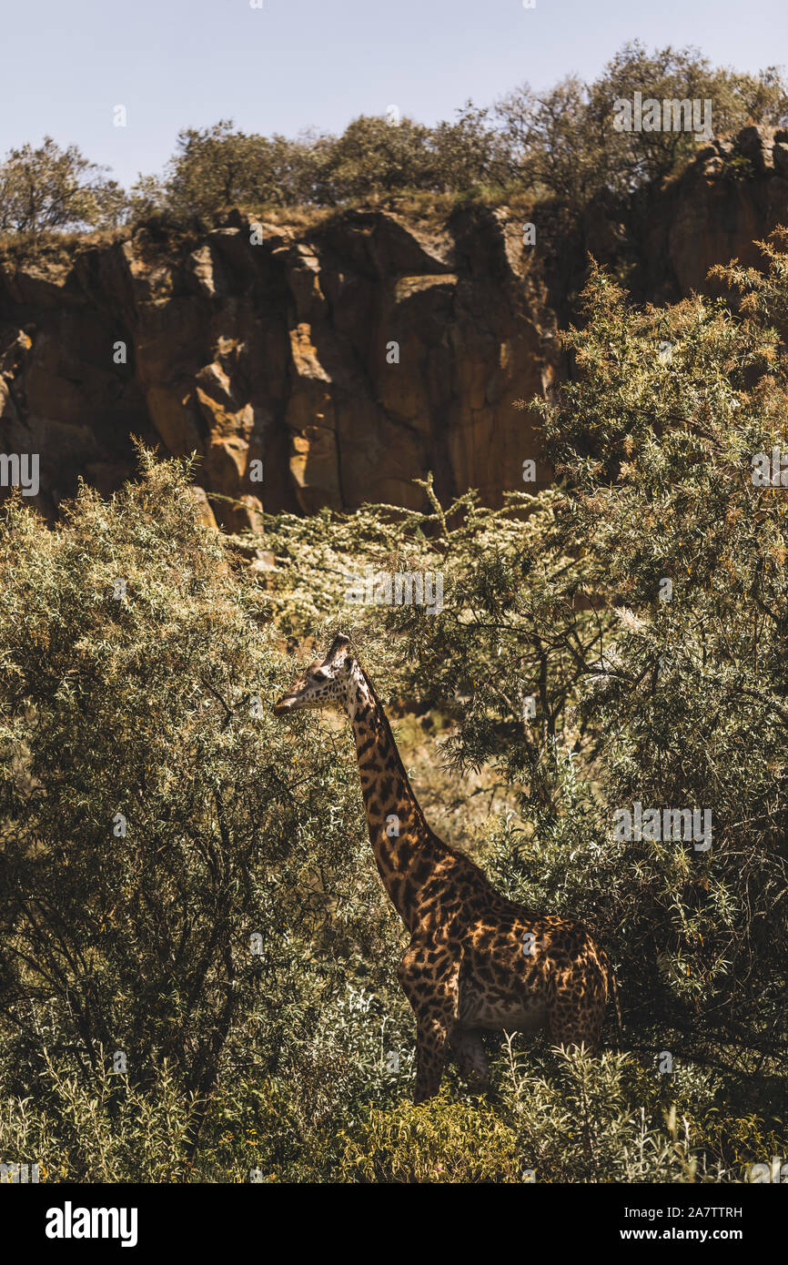 Une girafe se cachant dans des buissons. Safari au Kenya, Afrique. La nature et les animaux sauvages. Voyager en savane africaine. Banque D'Images