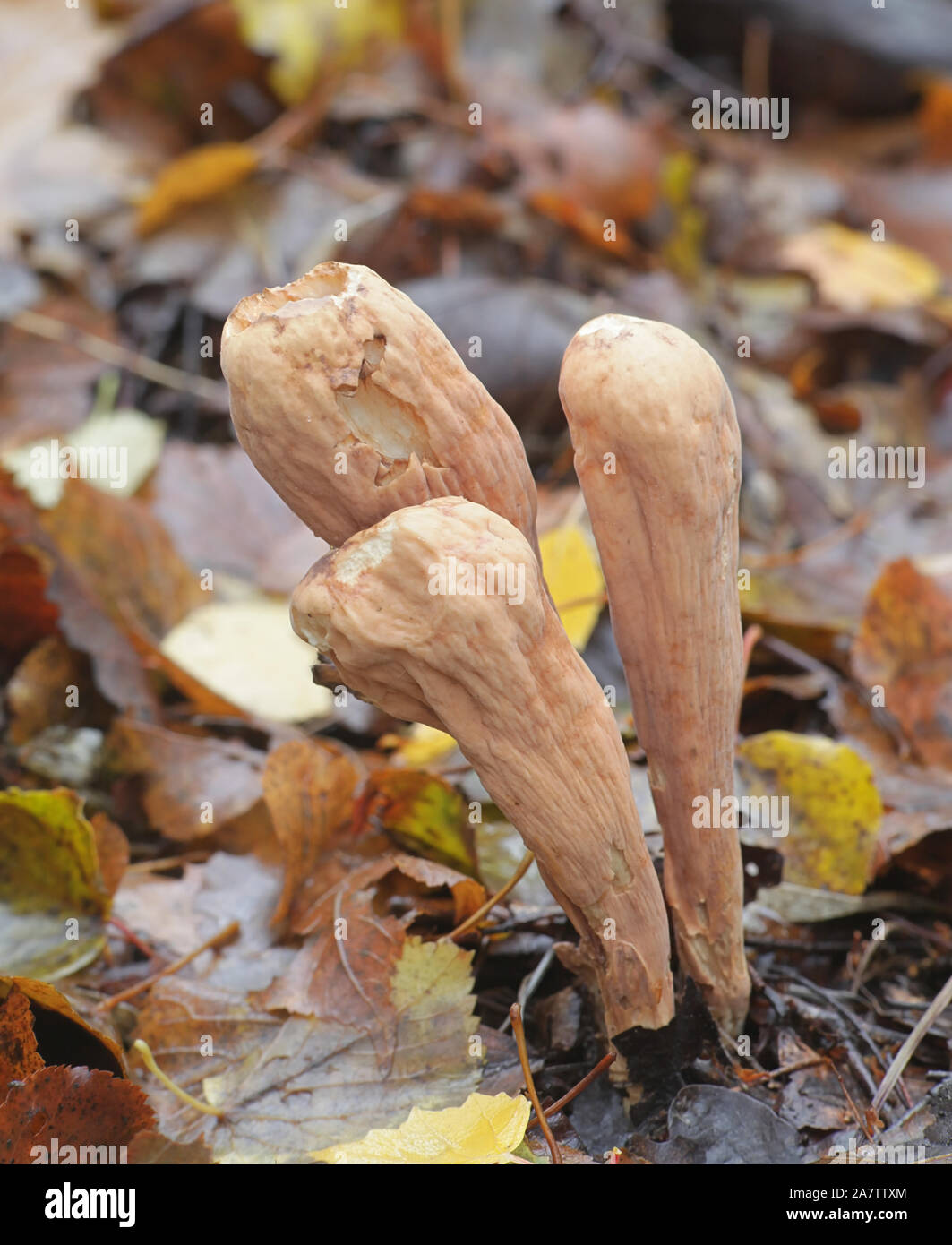 Clavariadelphus pistillaris, connu sous le nom de Club géant champignon, poussent à l'état sauvage en Finlande Banque D'Images Clavariadelphus pistillaris, connu sous le nom de Club géant champignon, poussent à l'état sauvage en Finlande Banque D'Images