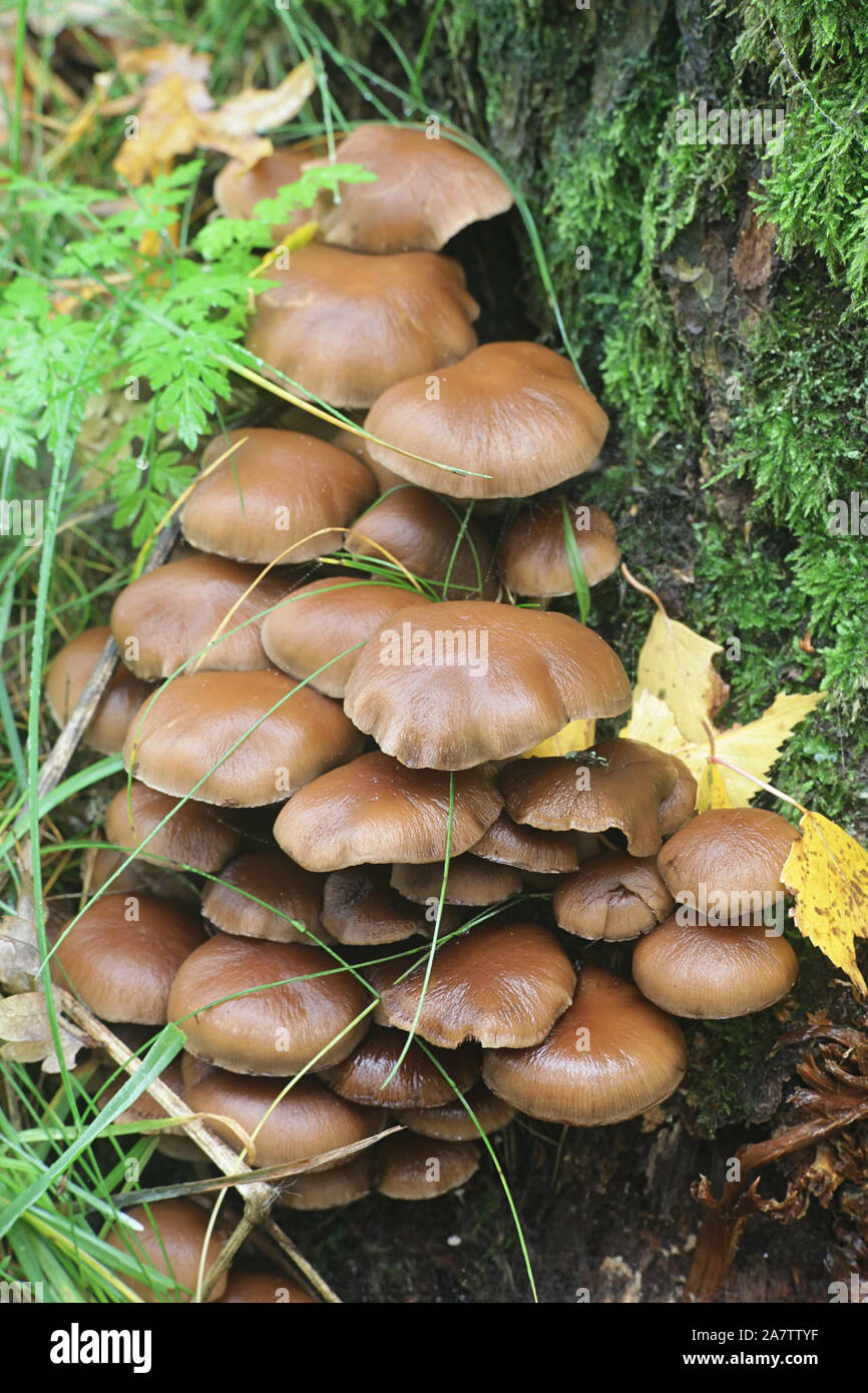 Psathyrella piluliformis, connu sous le nom de souche commune, Brittlestem à partir de la Finlande aux champignons sauvages Banque D'Images